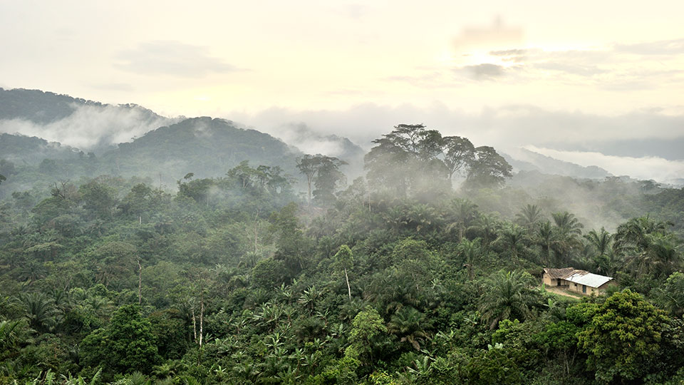 A pastoral view of a tropical hillside forest
